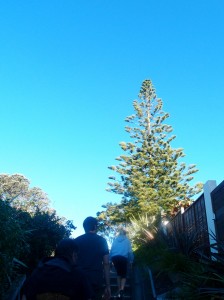 An Autumn Afternoon, Rangitoto, New Zealand