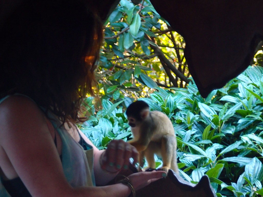 Monkey, London Zoo