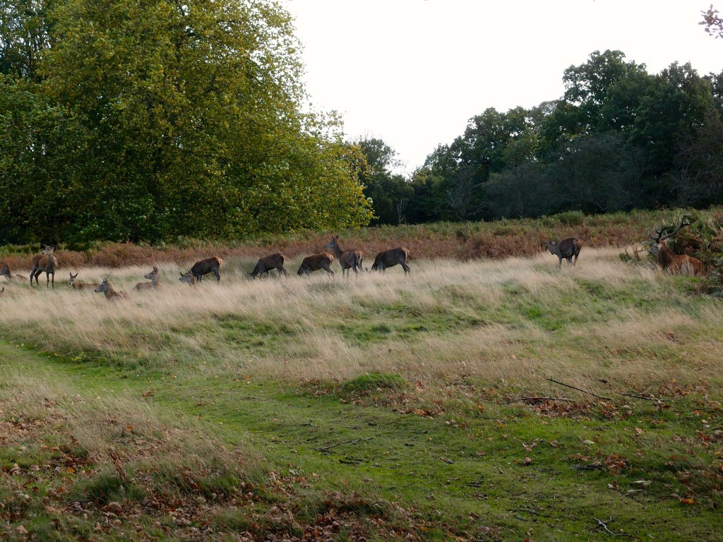 RIchmond Park, London