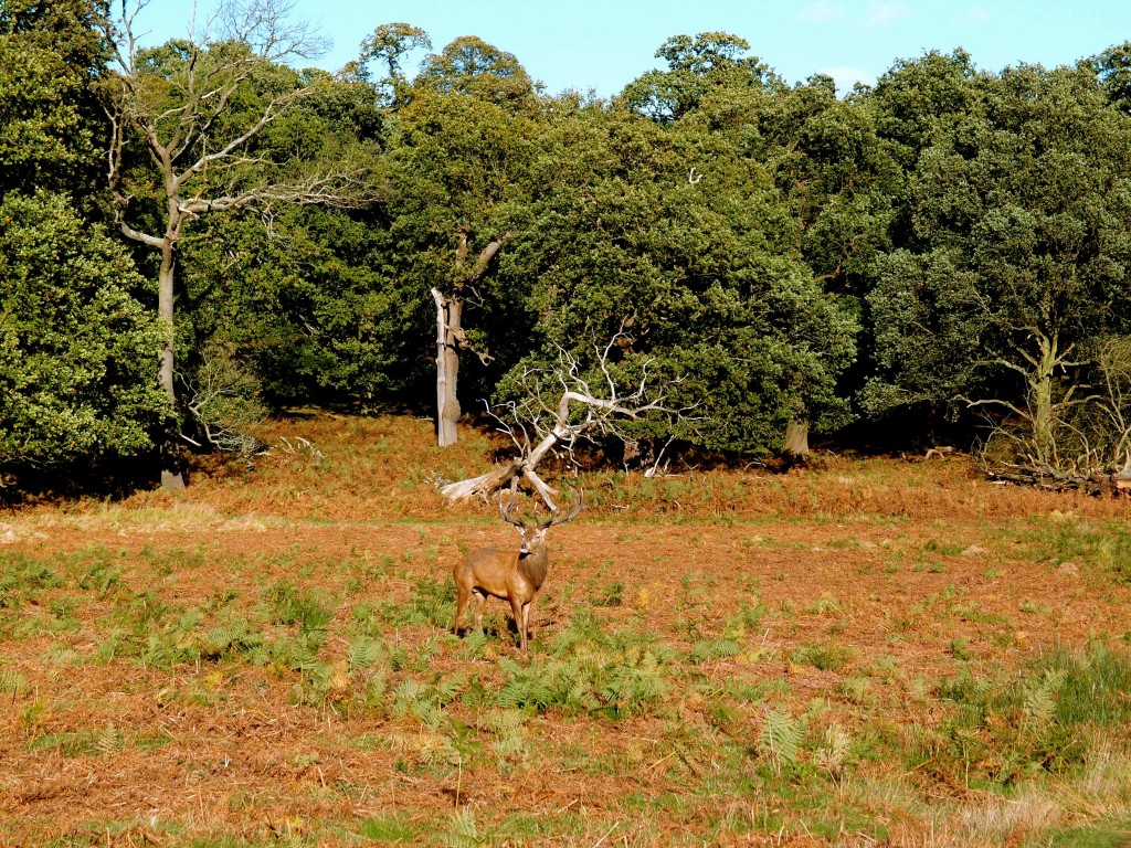 RIchmond Park, London