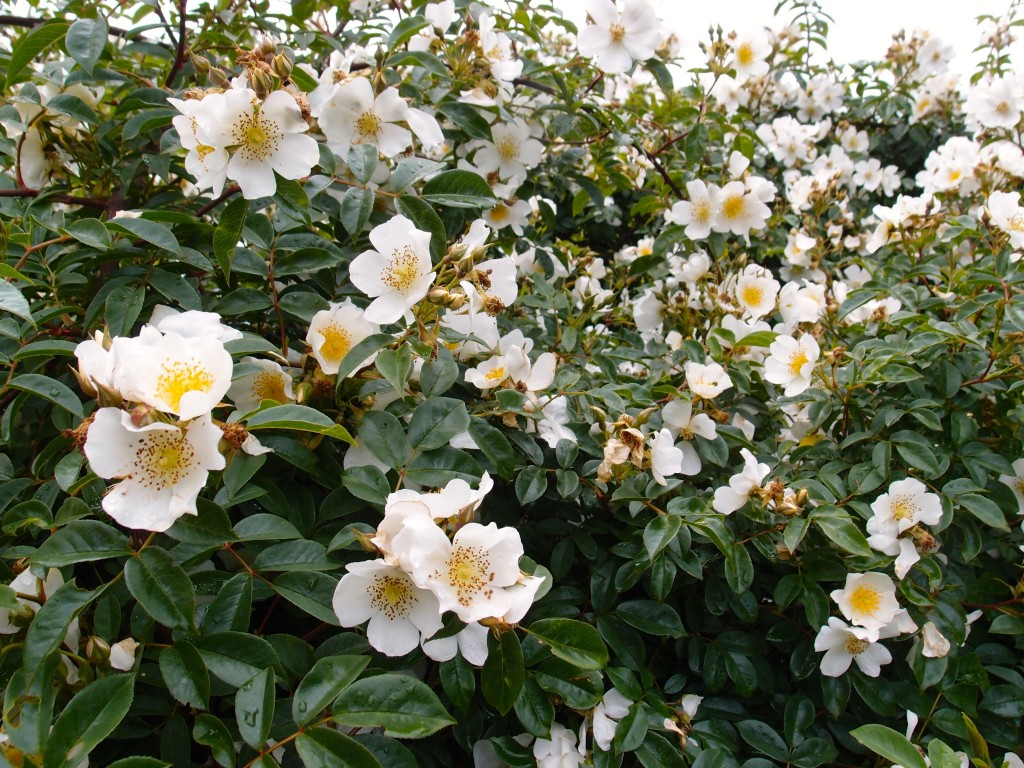 Kew Gardens, London