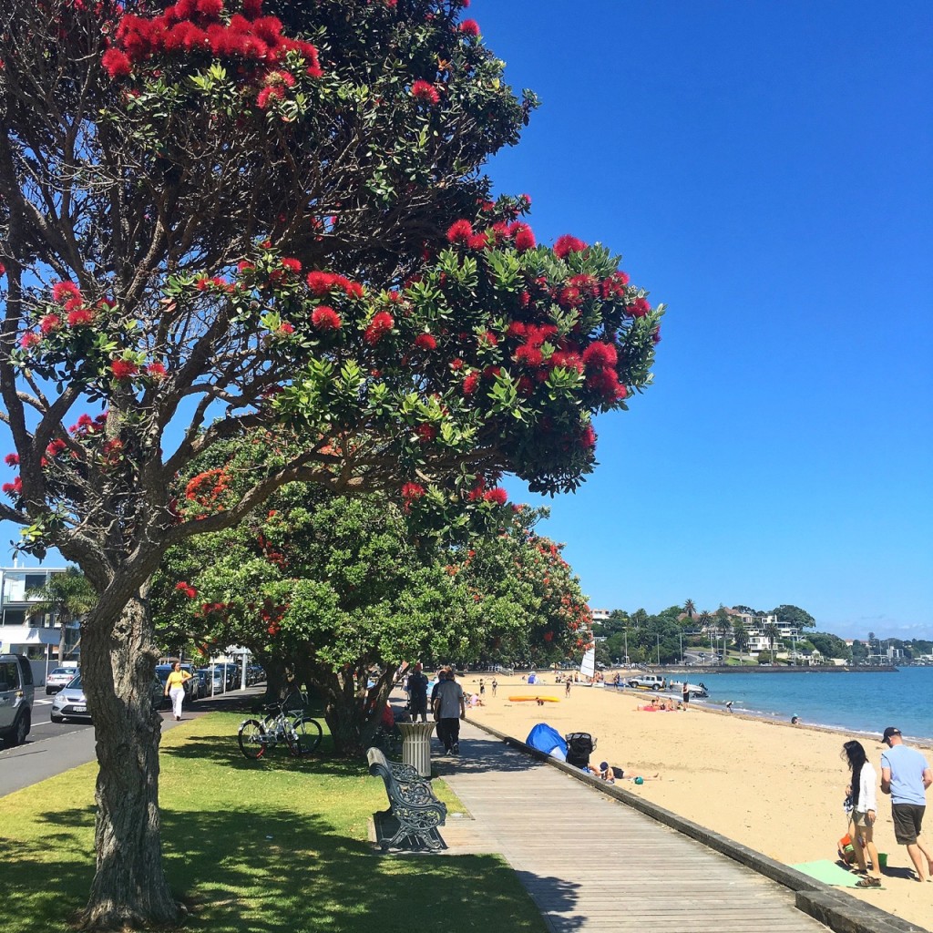 Pohutukawa, St Heliers, Auckland, New Zealand