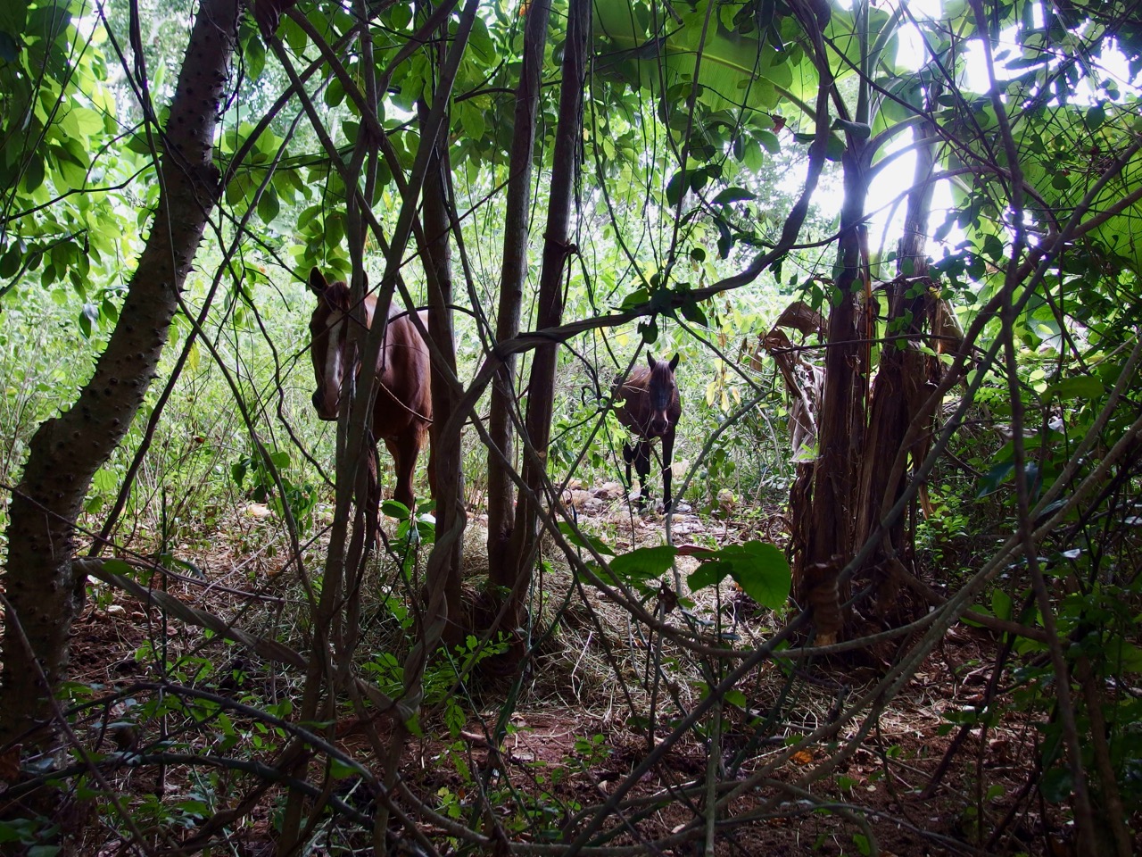 Vinales, Cuba