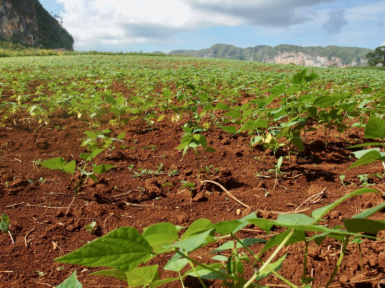 Vinales, Cuba