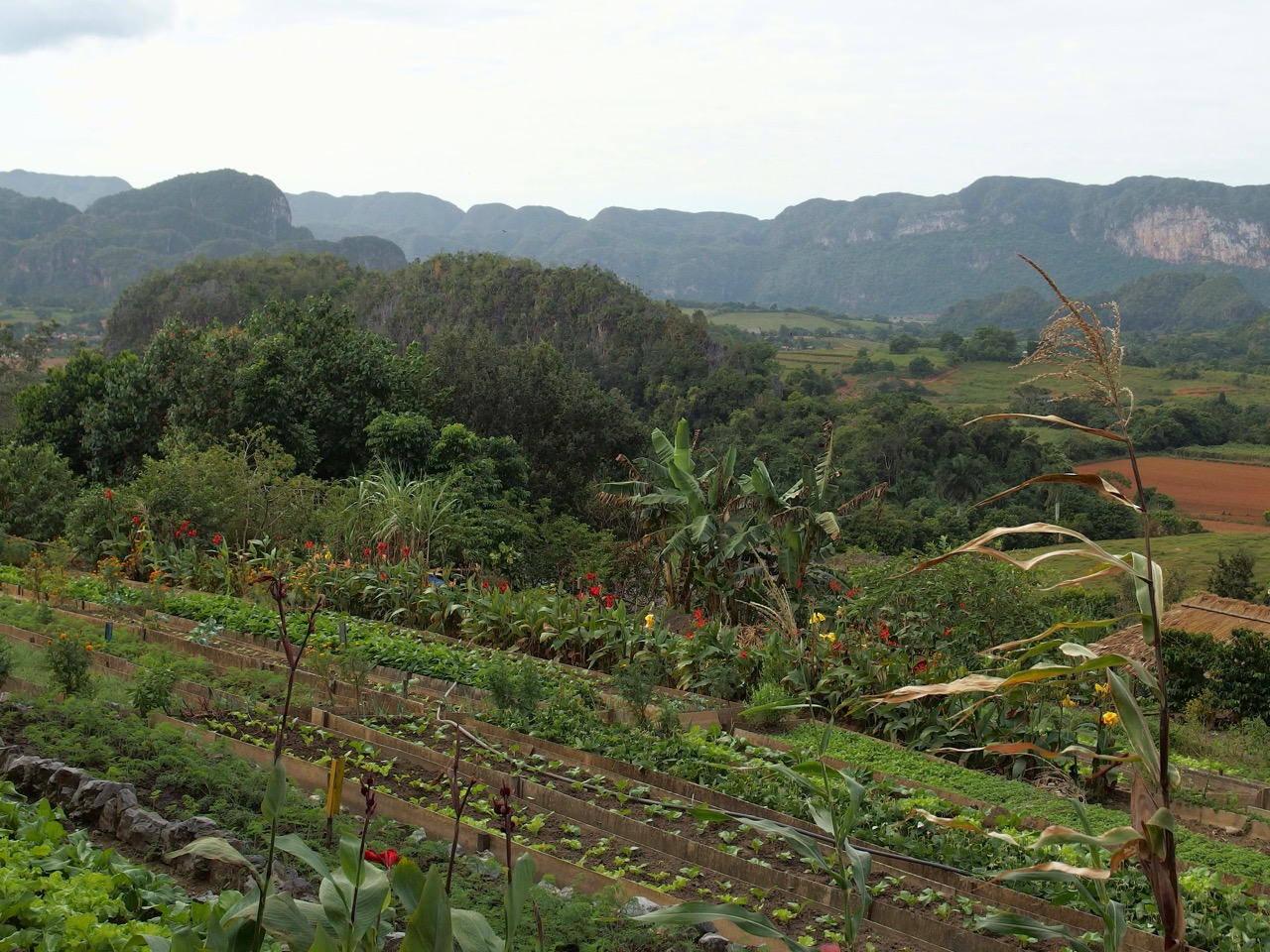 Vinales, Cuba