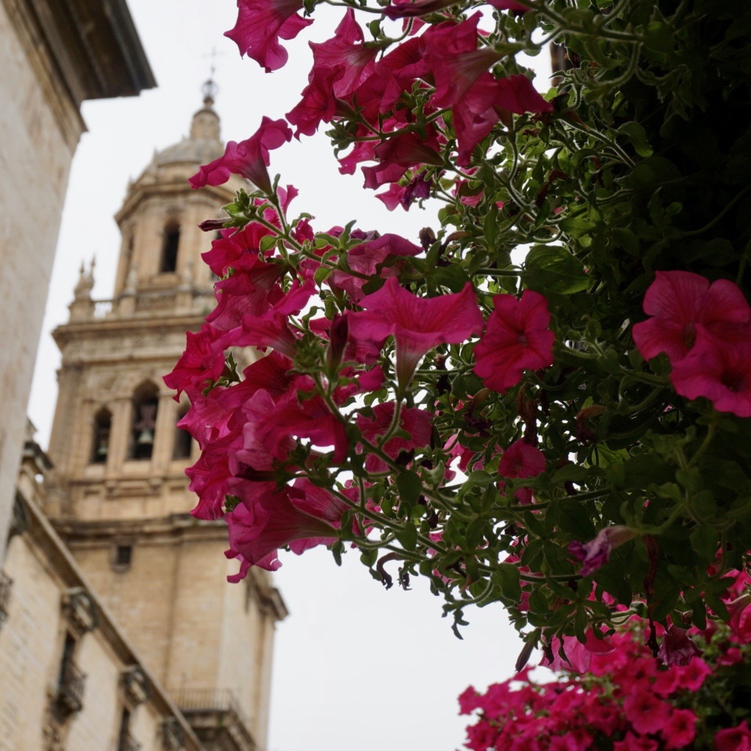 Flowers, Jerez, Spain