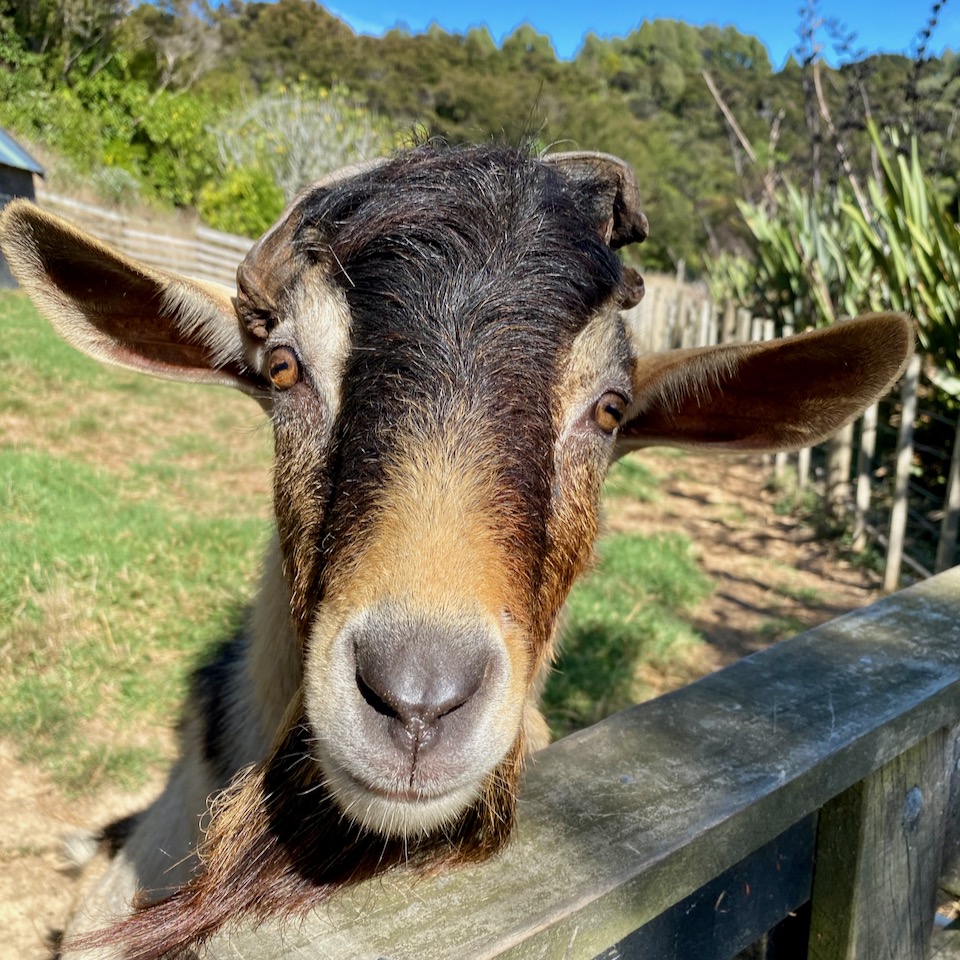 Goat, New Zealand